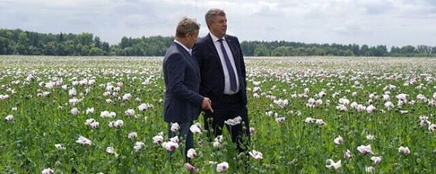 В Брянской области в 2023 году в 10 раз вырастут площади посевов опийного мака