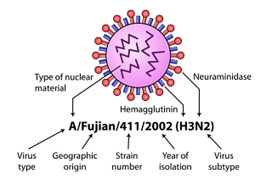 На Ямале выявлен один случай гриппа H3N2