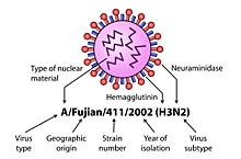 На Ямале выявлен один случай гриппа H3N2