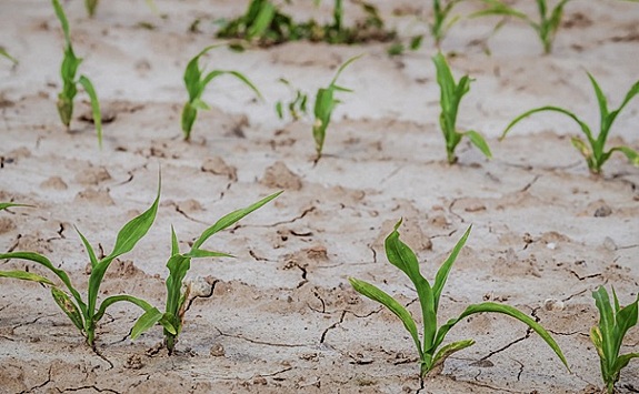 Шесть суховеев впервые зафиксировали в Багане – засуха 2020