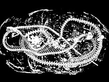 Раскрыто загадочное содержимое египетских мумий