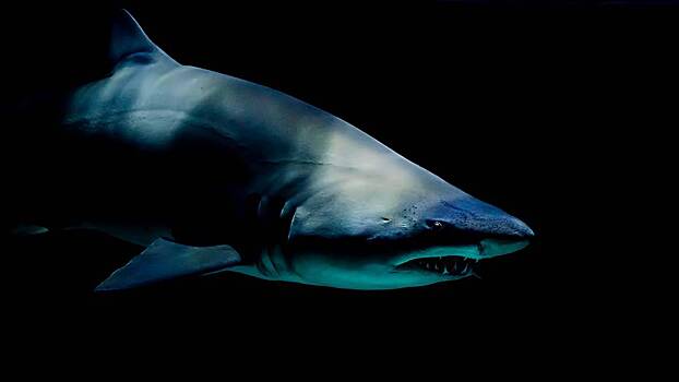 5 самых страшных нападений акулы на человека