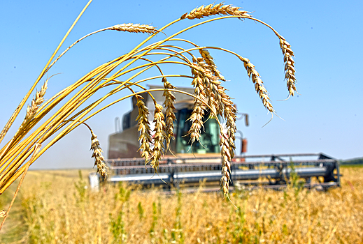 Почему рекордный урожай не снизит цены на продукты