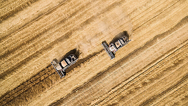 Зерновой конфликт: Турция ограничила импорт российской пшеницы
