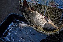 Татарстан стал лидером по вылову рыбы в ПФО в 2023 году