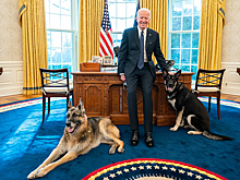 Овчарка президента Байдена покинула Белый дом из-за агрессивного поведения