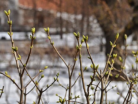 Эксперт Кунафин: массовое цветение в Москве начнется не раньше третьей декады марта