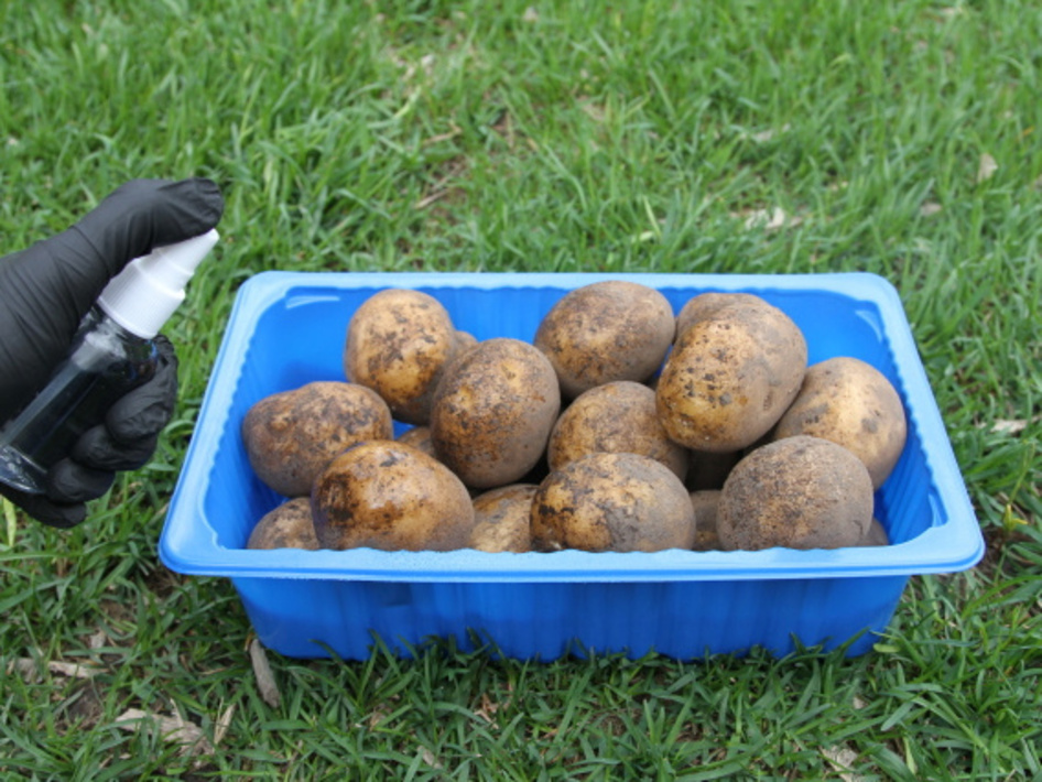 Чем обработать картофель от фитофторы перед посадкой