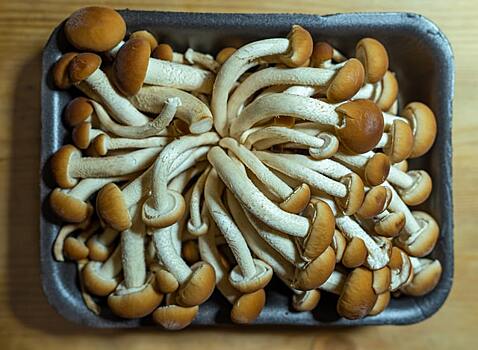 В России создали ранозаживляющую повязку из грибов