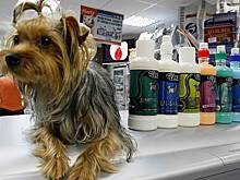 У Cats & Dogs остался один хозяин