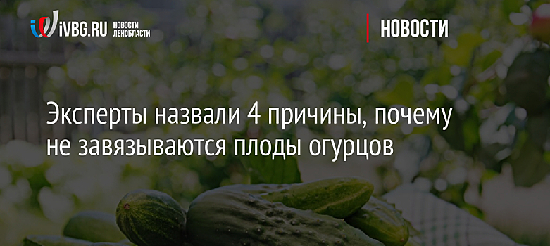 Вот почему огурцы не плодоносят: учтите эти моменты — и урожай попрет
