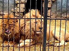 Пострадавший во время налета дронов ВСУ на Васильевку лев выжил