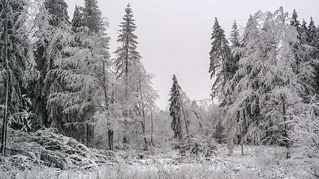 В Приамурье мужчина вывез знакомого в лес, чтобы избить, и отвез его в больницу