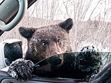Статья в "РГ" про нашествие медведей вызвала отклик у специалистов всей Сибири