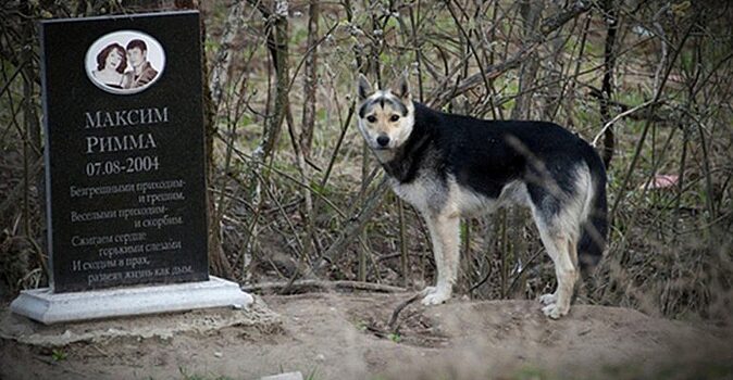 В Подмосковье собака 15 лет сторожит памятник погибшим хозяевам