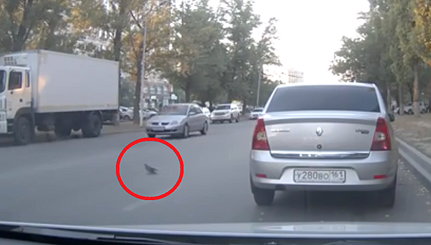 Вальяжный голубь устроил тройное ДТП