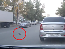 Вальяжный голубь устроил тройное ДТП