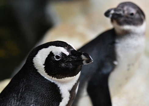 Пингвины-геи устроили похищение птенца у плохих родителей