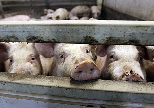 Норвежская компания намерена построить свиноводческий комплекс в Нижегородской области