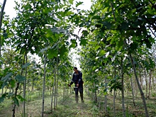 В Главном ботаническом саду имени Цицина восстановят заповедную рощу, в свое время принадлежавшую графам Шереметевым