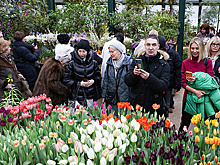 В "Аптекарском огороде" на два месяца раньше расцветут свыше 10 тыс. тюльпанов
