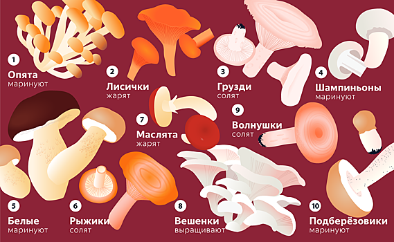 Опята оказались самыми популярными грибами в России по версии «Яндекса»