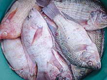 Рыбоводным хозяйствам расширят полномочия по защите участков от браконьеров