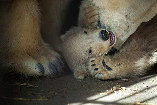 Медведей в Московском зоопарке спасут от жары бассейн и снежная пушка