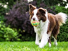 Кинолог рассказал о пользе интеллектуальных игрушек для собак