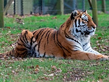 Названа численность амурских тигров в России