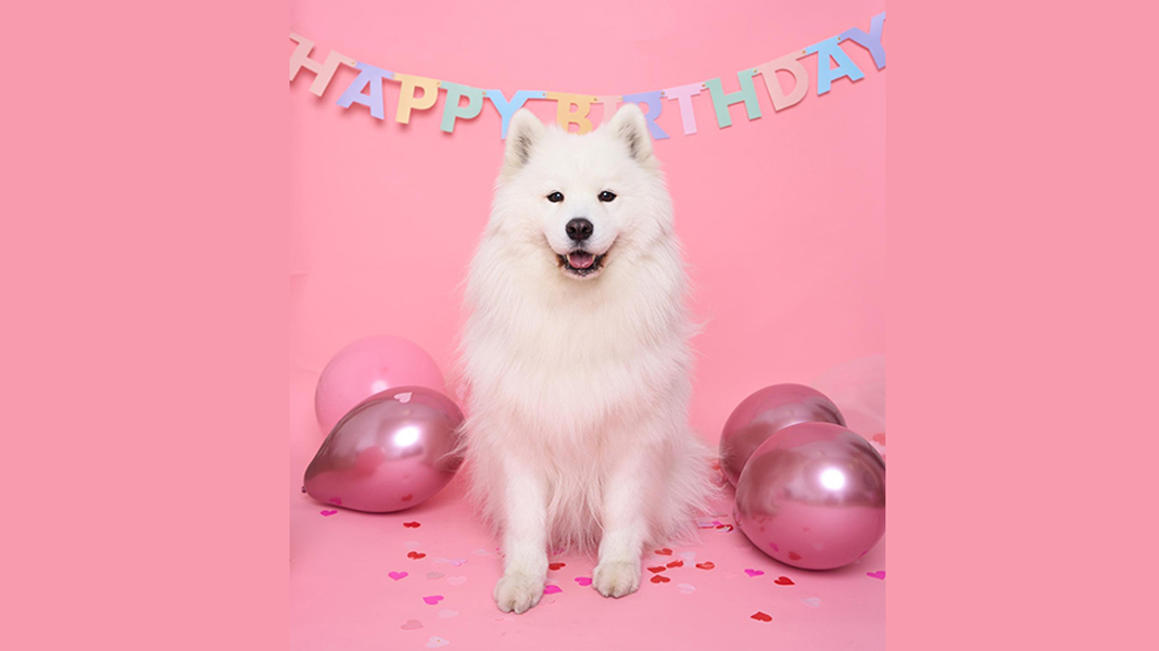 Миллионы поклонников и огромные заработки: самые популярные домашние животные