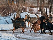 Прокуратура начала проверку после нападения бродячих собак на мальчика в Дмитровском городском округе
