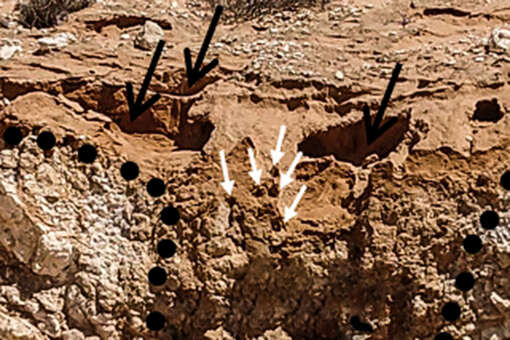 STE: в Южной Африке обнаружили гнезда термитов возрастом 34 тысячи лет