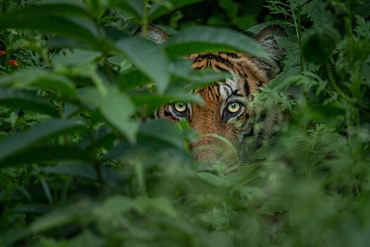 Специалисты Росприроднадзора в Крыму ищут гуляющего по полуострову загадочного краснокнижного тигра