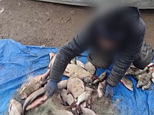 В Новосибирске 54-летний рыбак пойдёт под суд за ловлю окуней и щук