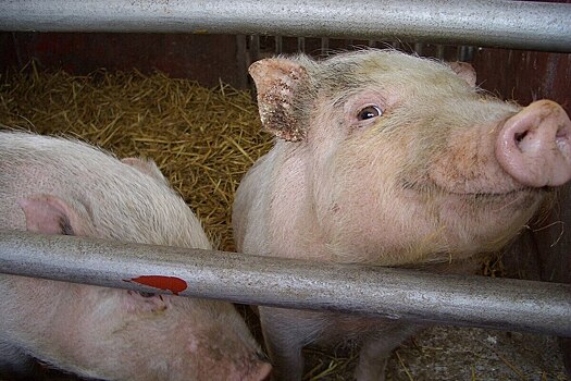 Грузовик со свиньями перевернулся в Томской области