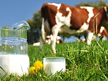 С начала года Россельхозбанк направил в молочную отрасль 55,8 млрд рублей