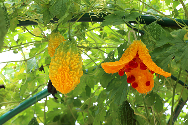 что такое момордика растение