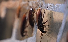 Биологи раскрыли пути расселения тараканов по всему миру