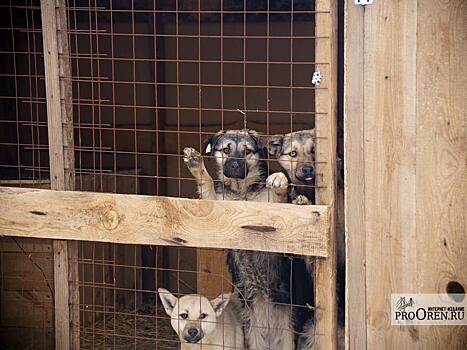 Прокуратура нашла нарушения в работе по отлову собак в Оренбургской области