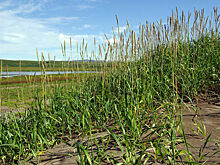 Трава, как шелк