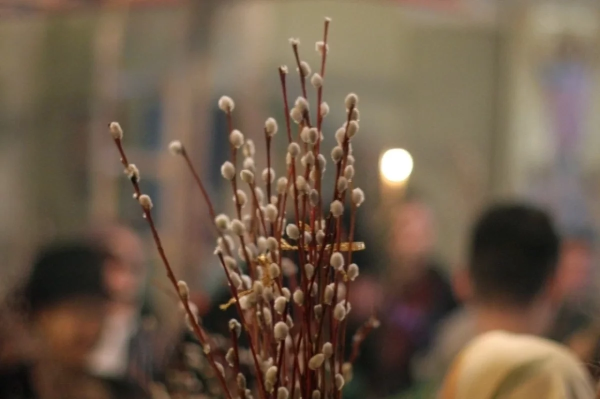 Выяснилось, почему нельзя выбрасывать иву