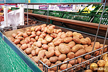 В Кургане резко упали цены на популярные продукты