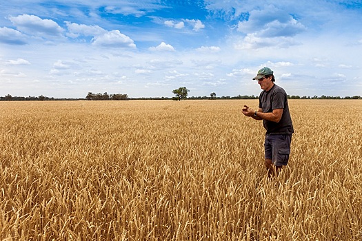 Учёные нашли новую защиту пшеницы от гнили