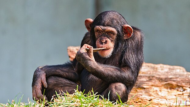 Учёные выяснили, сколько обезьян нужно для "революции"