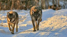 Стало известно, сколько волков добыли в Кировской области в 2019 году