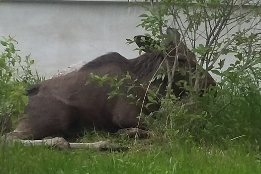 «Сбавить скорость и позвонить 112». В Минприроды Прикамья рассказали, что делать при встрече с лосями