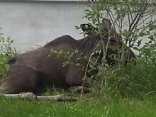 «Сбавить скорость и позвонить 112». В Минприроды Прикамья рассказали, что делать при встрече с лосями