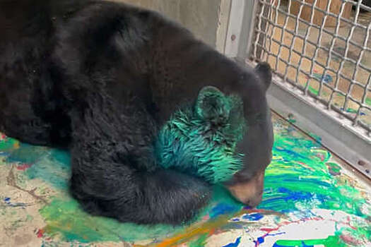 Медведица из американского зоопарка рисует картины головой