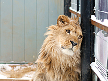 Льва из Бирюлева отправят в Абакан